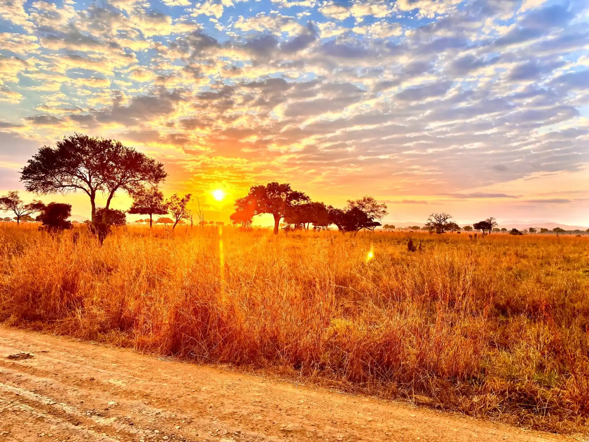 Tanzania Safari Background