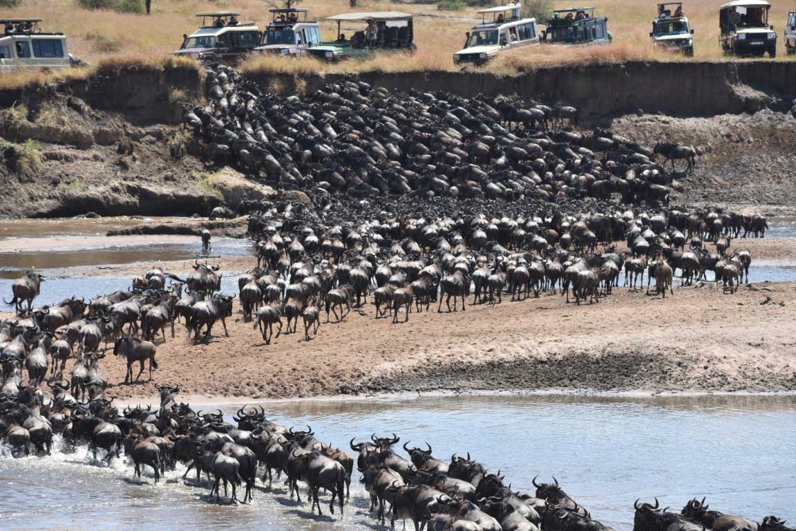 Serengeti Migration Safari