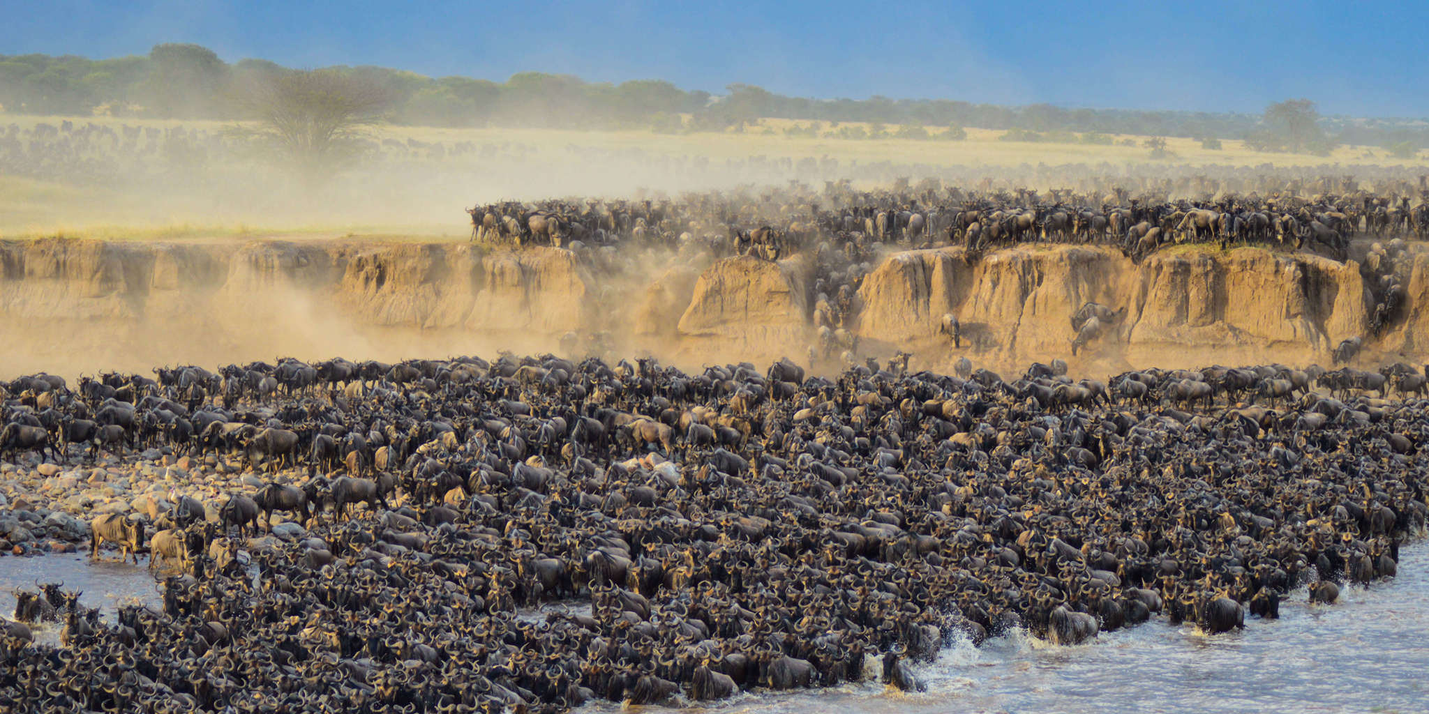 6-Day Season for the Calving of Wildebeest in Ndutu Area