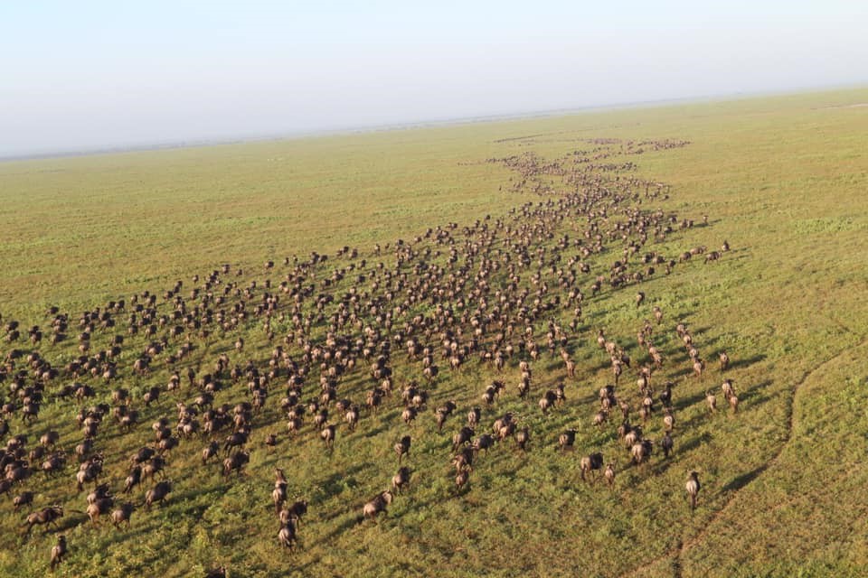 4-Day Fly in Tanzania Great Migration